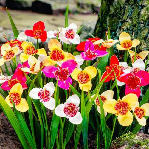 Tigridia Montbretia Blumenzwiebeln Kollektion, 50 Stück, 5 Sorten, 10 von jeder Farbe Mix, Ideal als Topf und Gartenpflanze, Blumenzwiebeln Mischung aus Holland