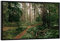 artboxONE Poster mit schwarzem Rahmen 90x60 cm Natur Darßer Urwald - Bild darss bäume darss
