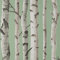 Birch Trees Sage Wallpaper - Nature Branches Grey - Modern. Contemporary, Feature Wall, Paste The Wall