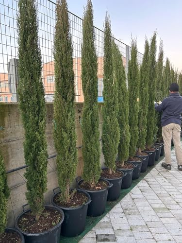 Cipresso toscano Cupressus sempervirens Totem pianta sempreverde in mastello ø45 cm h. 220/240 cm FOTO REALE Vivaio di Castelletto