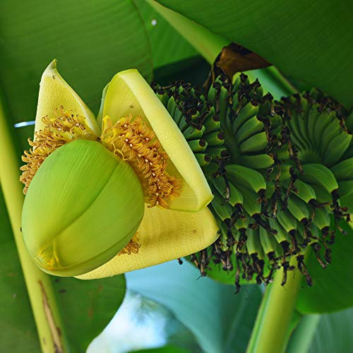 Tropical Fruit Musa Basjoo Japanese Banana Palm Exotic Upright Evergreen Plant Yellow Flowers Ideal for Patio Pots and Containers 2 x 10.5cm Pot by Thompson and Morgan (2 x 10.5cm Pot)