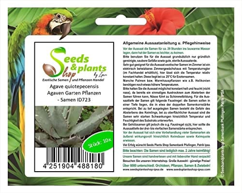 Stk - 10x Agave quiotepecensis Agaven Garten Pflanzen - Samen ID723 - Seeds & Plants Shop by Ipsa