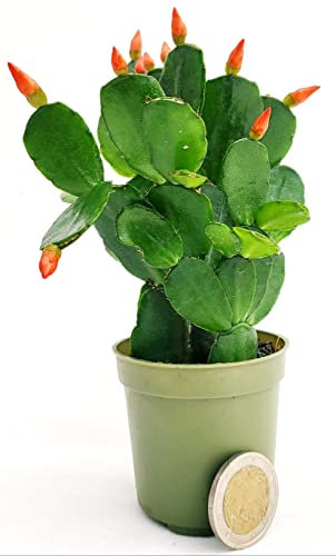 POWERS TO FLOWERS - RHIPSALIS ARANCIONE MICRO IDEALE PER TERRARIUM, NATALINA, PASQUALINA, VASO 5,5 CM, pianta vera