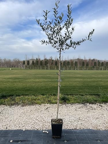 pianta di olivo leccino fornita in vaso.