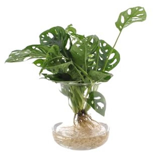 Monstera in Idrocultura, Pianta da Interno, Vaso in Vetro