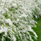 Rispenspiere Grefsheim Spiraea cinerea lange weiße Rispenblüten ca. 40-60 cm Pflanze im 3 Liter Topf