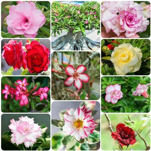 15 pcs wüstenrose bonsai samen - plant blumendeko blumen balkon,Adenium obesum bio saatgut robuste balkonpflanzen winterhart bonsai samen bienenwiese saatgut balkonblumen pflanztopf