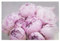 artboxONE Poster 30x20 cm Floral Peony Bouquet hochwertiger Design Kunstdruck - Bild pfingstrosen Blumen pfingstrosen