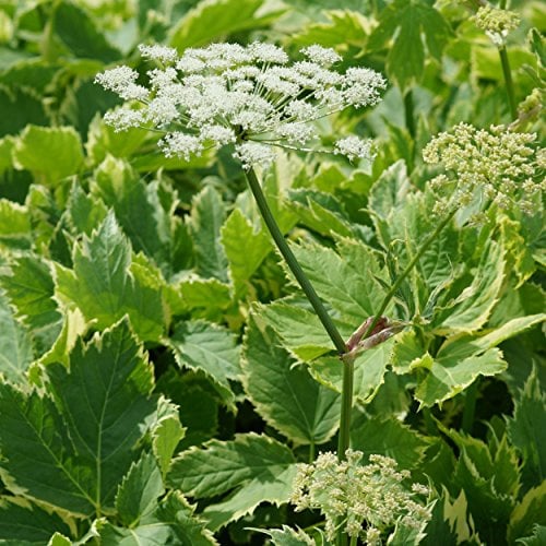 Blumixx Stauden Peucedanum ostruthium 'Daphnis' – Gelbbunter Meisterwurz, weiß blühend, winterhart & mehrjährig, Bienenfreundlich, ideal für Beet & Naturgarten
