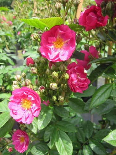 Kletterrose Perfumy Siluetta ® - Rosa Perfumy Siluetta ® - Ramblerrose - ADR Rose - Kordes Rose