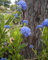 Säckelblume Victoria - Ceanothus impressus Victoria - immergrün (30-40)