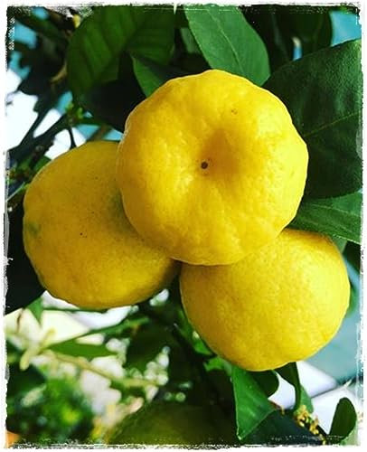 Planta de Limón dulce o PURSHA Citrus Limetta - en maceta: Ø 22 cm - H. 80/90 cm
