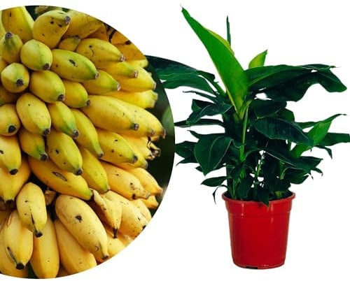 Meine Orangerie - Zwerg-Essbanane 'Musa Dwarf Cavendish' - Höhe inkl. Topf ca. 70-80 cm - Bananenstaude - winterharte Bananenpflanze im Ø21cm Topf - exotischer Bananenbaum für Garten oder Terasse