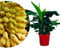 Meine Orangerie - Zwerg-Essbanane 'Musa Dwarf Cavendish' - Höhe inkl. Topf ca. 70-80 cm - Bananenstaude - winterharte Bananenpflanze im Ø21cm Topf - exotischer Bananenbaum für Garten oder Terasse