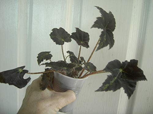 Begonia Nano Rex impianto Cleopatra:Seeds Only