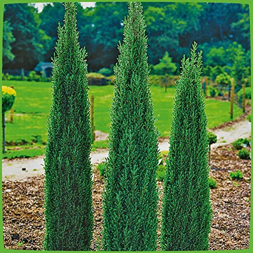 Säulen-Wacholder Sentinel -Juniperus communis Sentinel- Wacholder-Strauch pflegeleicht Säulenform winterhart Pflanze von Garten Schlüter - Pflanzen in Top Qualität
