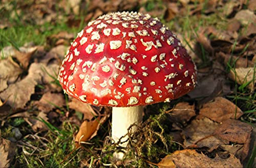 HANSEPUZZLE 39158 - Fliegen-Pilz Puzzle 500 Teile | Natur Puzzle mit hochwertiger Puzzle Aufbewahrung: Kartonbox und wiederverschließbarem Beutel | Puzzle-Maße: 46 x 30 cm