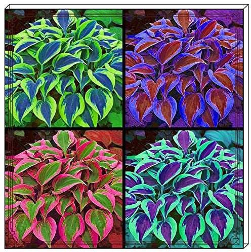 Hosta zwiebeln–Winterhart Mehrjährig Hosta Pflanze Hosta Pflanze Winterhart Funkien Pflanze Winterhart Funkien Zwiebeln Funkien Knollen Funkien Rhizome Funkien Kaufen Gartenblumen-4zwiebeln-a