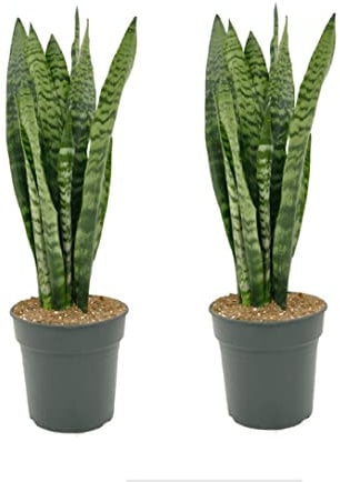 2 x Sansevieria trifasciata Zeylanica Snake Plants - Mother in Laws Tongue houseplant - Indoor Easy Care Plant in 9cm Pot