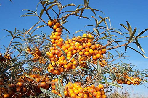 Sanddorn Hippophae rhamnoides Pflanze 15-20cm Seedorn Zitrone des Nordens