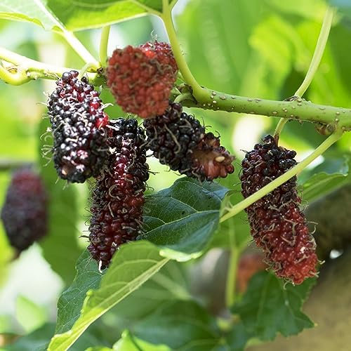 100 Pcs Maulbeeren Baum Samen - Deko Pflanzen Exotische Maulbeerbaum - Maulbeere - Plants Winterharte Stauden Mehrjährig Obstbaum Pflanztöpfe Obstsamen Bio Saatgut Gewächshaus Balkon