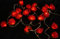 GURU SHOP Blüten LED Lichterkette - 20 Stk Rose Dunkelrot, 6x6x350 cm