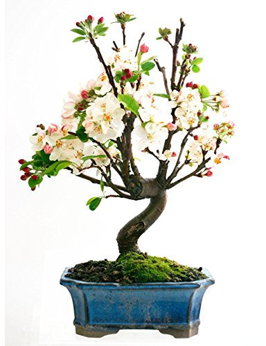 Planeta Huerto Bonsái Malus SP.7 Años Manzano