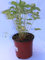 Fresa salvaje (Maceta 10,5 cm Ø) - Planta frutal viva