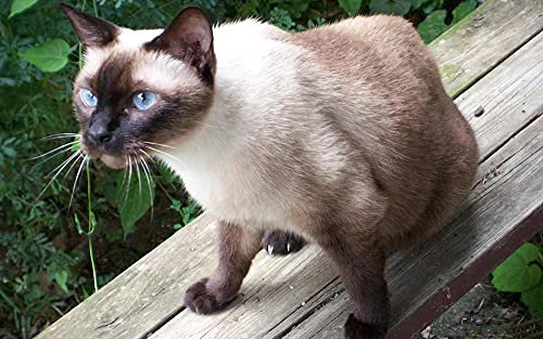 LWOHDKHK Diamant Painting Kinder 5D Diamond Painting Kits, Siamkatze Tier DIY Malen Nach Zahlen Erwachsene Diamant Malerei Geburtstagsgeschenke
