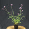 Verbena bonariensis 'Lollipop' / Hohes Eisenkraut 'Lollipop'