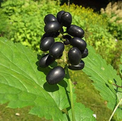 Christophskraut schwarze Beeren - Actaea spicata - lebende Gartenpflanze aus den Baumschulen