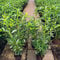 Kirschlorbeer Genolia ® Containerpflanzen 60-80 cm