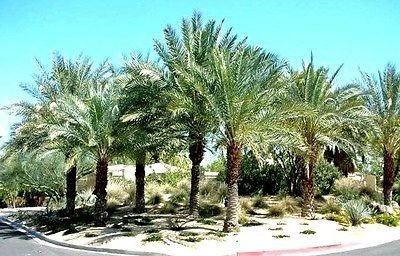 Tropical Palm Phoenix Dactylifera 5 Samen ~ Dattelpalme ~ Medjool Datum essbare Früchte