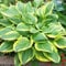 Hosta Final Victory, 3 Mehrjährige Hosta Pflanzen, Winterharte Funkein Nacktwurzel Stauden aus Holland (kein Samen, Zwiebeln und nicht künstlich). Perfekt als Bodendecker im Schatten