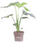 Pianta di Monstera Thai Constellation pianta da interno pianta rara pianta di Monstera Thai Constellation variegata pianta ornamentale pianta vera di Monstera venduta da eGarden.store (Vaso 12 cm)