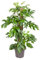 Fensterblatt - Monstera Minima - Zimmerpflanze - Ø19cm - 80cm