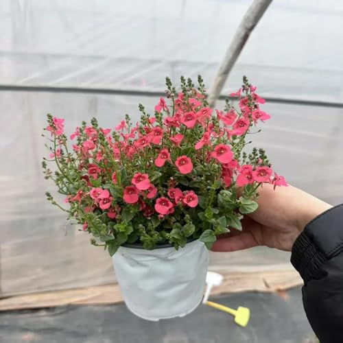 elfenspornsamen - seltene winterharte stauden alte sorten hochbeett gartendeko für draußen bio 400pcs