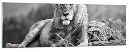 Moderne Impression sur Verre 160x50cm Image Tableau en Verre Decoration Murale lion animal nature Grand XXL Tableaux Decoratifs Muraux Chambre Cuisine Panoramique Deco Cadre Salon Art GAB160x50-3931