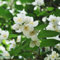Echter Jasmin Pflanze Samen Balkonpflanzen Zimmerpflanzen Winterharte KüBelpflanzen Blumensamen Exotische Pflanzen Blumen Deko Jasmin Pflanze Winterhart Kletterpflanzen Schnellwachsend 200 StüCke