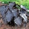 5*Gartenpflanze, Elefantenohr, Zwiebel, Taro winterhart, Knolle, immergrüne Staude, Schatten-A