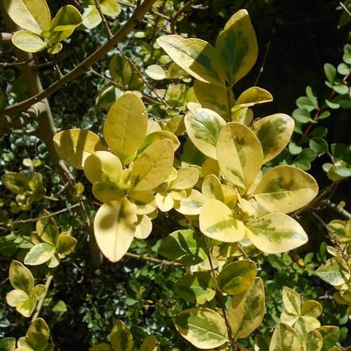 Pianta vera di Ligustrum ovalifolium Aureum - Diametro Vaso Ø 18 cm