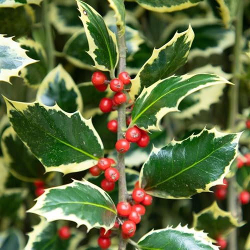 75 pcs stechpalme pflanze Samen steingartenpflanzen winterhart Ilex aquifolium, garten geschenke für männer kleines geschenk für frauen winterharte stauden mehrjährig deko pflanze