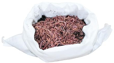 SUPERWURM 0,5 kg kleine (ca. 550 St.) Riesen-Rotwürmer - Dendrobena, Angelwürmer, Futterwürmer, Regenwürmer, Würmer, Riesenrotwürmer, Angelköder, Lebendköder, Wurmfarm, Wurmzucht
