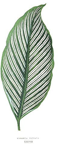 Wee Blue Coo Blatt Maranta Vittata Kunstplakat Ungerahmter Druck 30x40 cm