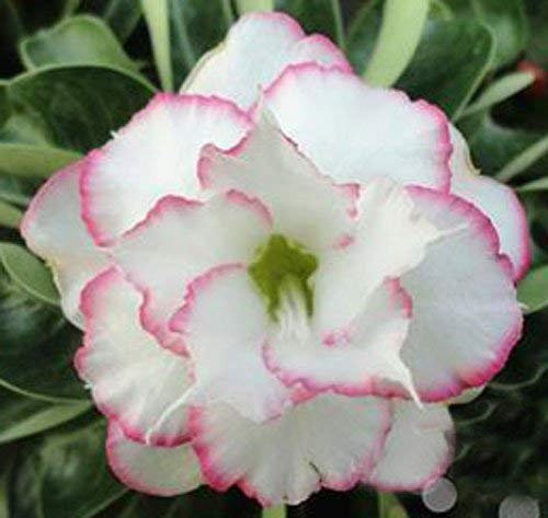20 halbfrische Adenium Obesum Desert Rose Rare www Triple-NAOMI-us