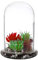 SUMTree Cloche cloche en verre transparent avec trou d'air de 3 mm - Base en verre - Station de propagation pour cactus, plantes succulentes, piège à mouches Vénus, plantes carnivores