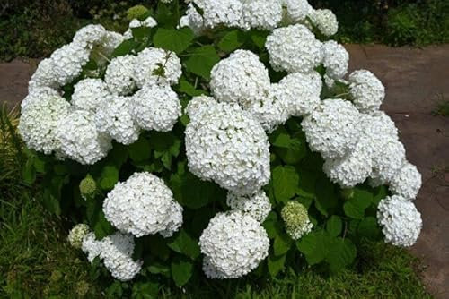 3 x Hortensien Annabelle 40–60 cm im Topf | Hydrangea arborescens | Blühende Gartenpflanze weiß großballig & winterhart | sofort pflanzbar