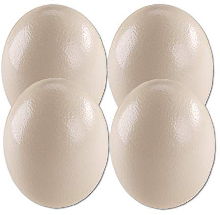 4 Straußeneier aus Südafrika - 1A Qualität - Straußenei - Größe ca. 13-16cm - naturbelassen, entleert, ausgeblasen und gereinigt