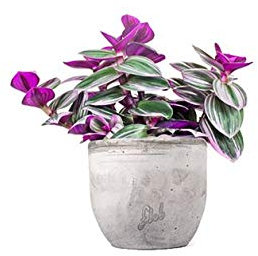 Tradescantia Nanouk Altezza 30 cm, Pianta Vera, Pianta da Interno, Vaso Artigianale in Cemento