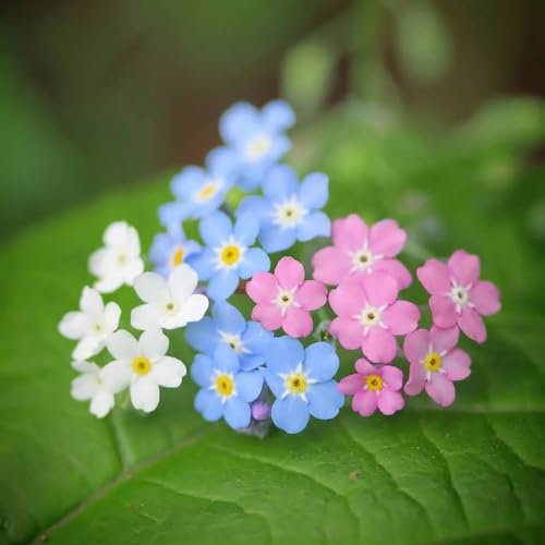 400 pcs vergissmeinnicht samen mehrjährig, blumen pflanzen, ostergeschenke vergiss mein nicht samen - Myosotis sylvatica - gastgeschenk blumensamen, balkon beet kräutersamen, kleine